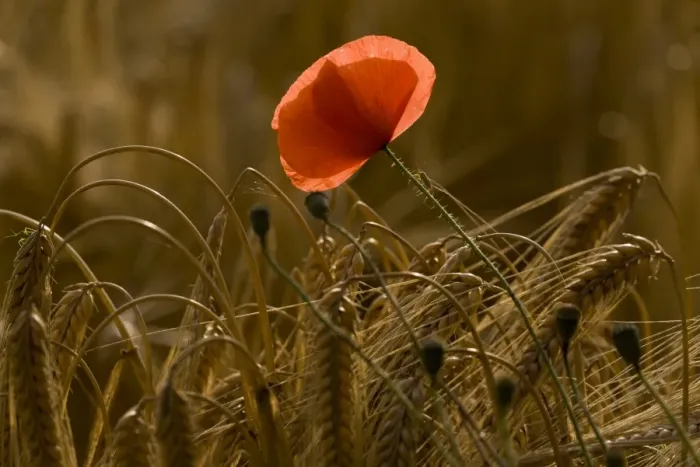 Framed Print : Corn Poppy (Papaver rhoeas) flowering, growing in barley field, in evening sunlight, Ranscombe Farm Nature Reserve Framed Print : Corn Poppy (Papaver rhoeas) flowering, growing in barley field, in evening sunlight, Ranscombe Farm Nature Reserve