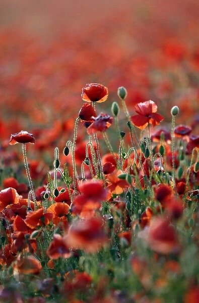 Corn Poppy (Papaver rhoeas) flowering mass, growing on chalk downland at dawn, South Downs, Sussex, England, July