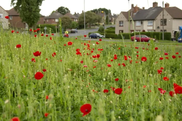 Framed Print : Corn Poppy (Papaver rhoeas) flowering mass, planted in city housing estate, Parson Cross, Sheffield, South Yorkshire, England, may