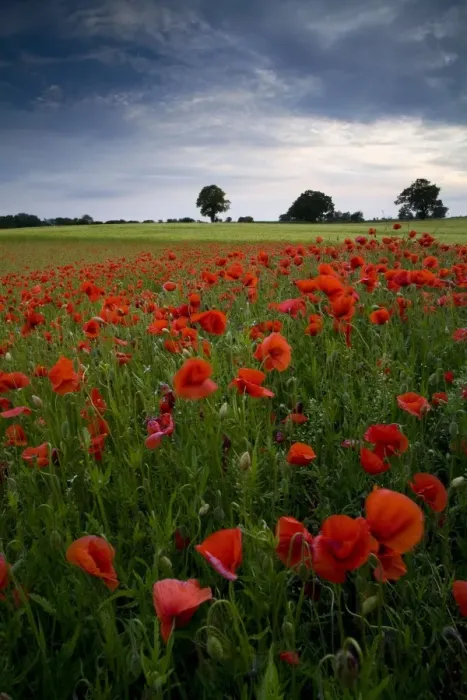 Framed Print : Corn Poppy (Papaver rhoeas) flowering mass, growing at edge of arable field at dusk, Little Bealings, Suffolk, England Framed Print : Corn Poppy (Papaver rhoeas) flowering mass, growing at edge of arable field at dusk, Little Bealings, Suffolk, England