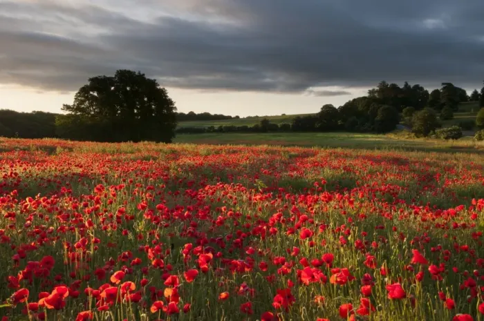 Framed Print : Corn Poppy (Papaver rhoeas) flowering mass, growing in arable field habitat at sunrise, Kent, England, July Framed Print : Corn Poppy (Papaver rhoeas) flowering mass, growing in arable field habitat at sunrise, Kent, England, July