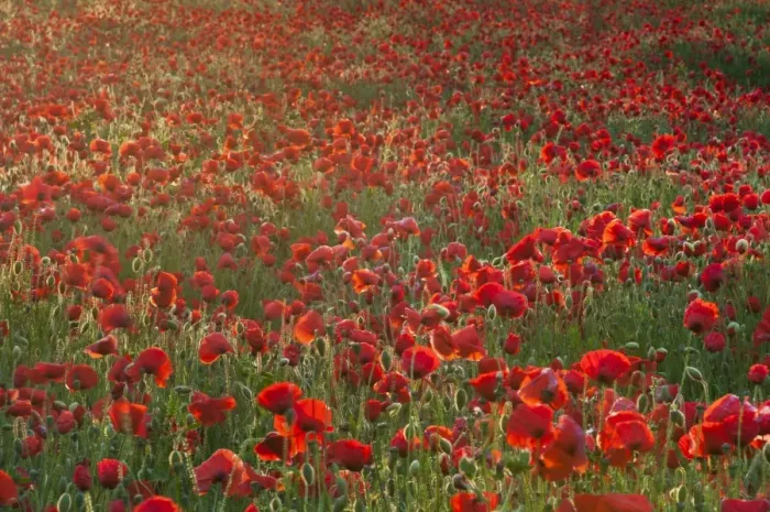 Framed Print : Corn Poppy (Papaver rhoeas) flowering mass, growing in arable field at sunrise, Kent, England, July