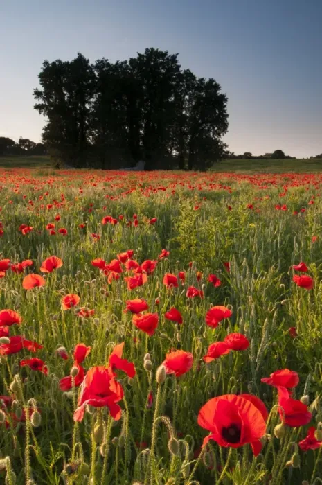 Framed Print : Corn Poppy (Papaver rhoeas) flowering mass, growing in arable field habitat at sunset, Kent, England, June