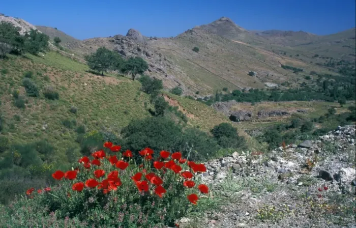 Framed Print : Corn Poppy (Papaver rhoeas) Greece