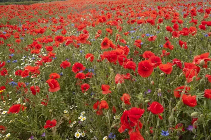 Framed Print : Corn Poppy (Papaver rhoeas) Scentless Mayweed (Tripleurospermum inodorum) and Cornflower (Centaurea cyanus) flowering mass, growing in field, Derbyshire, England, june