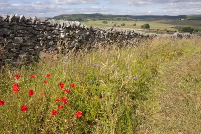 Framed Print : Corn Poppy (Papaver rhoeas) and other wildflowers, flowering, growing beside drystone wall, Cressbrook Dale Framed Print : Corn Poppy (Papaver rhoeas) and other wildflowers, flowering, growing beside drystone wall, Cressbrook Dale
