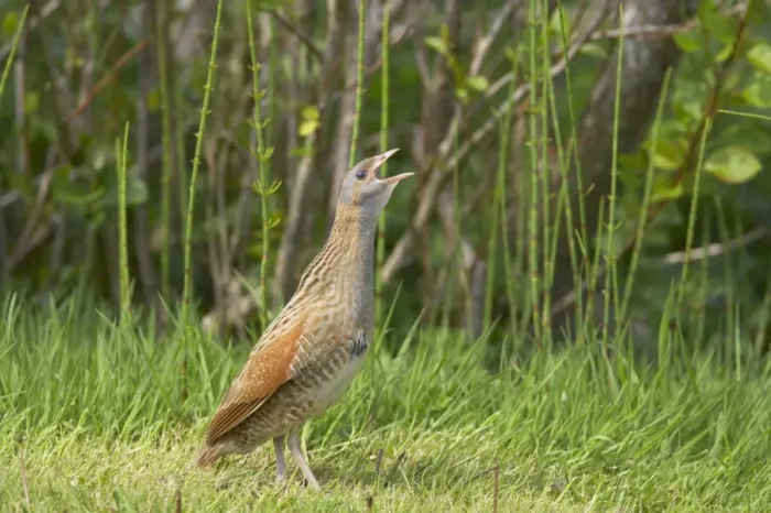 Framed Print : Corncrake (Crex crex) adult, calling, standing on open ground, South Uist, Outer Hebrides, Scotland Framed Print : Corncrake (Crex crex) adult, calling, standing on open ground, South Uist, Outer Hebrides, Scotland