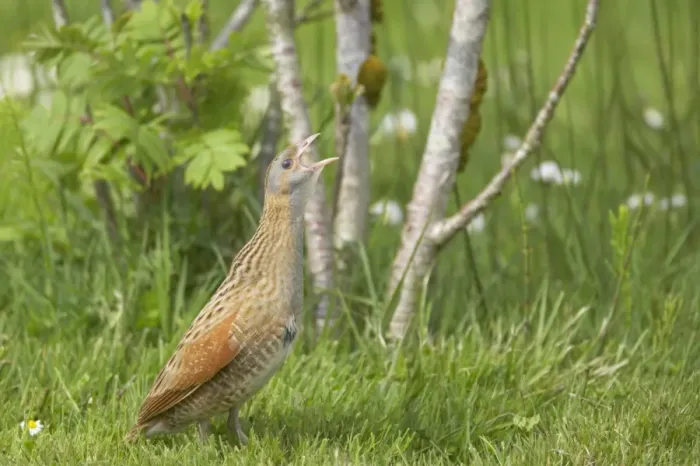 Framed Print : Corncrake (Crex crex) adult male, calling, standing on open ground, South Uist, Outer Hebrides, Scotland Framed Print : Corncrake (Crex crex) adult male, calling, standing on open ground, South Uist, Outer Hebrides, Scotland