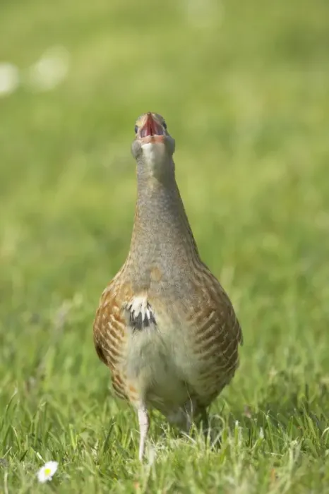 Framed Print : Corncrake (Crex crex) adult male, calling, standing on open ground, South Uist, Outer Hebrides, Scotland Framed Print : Corncrake (Crex crex) adult male, calling, standing on open ground, South Uist, Outer Hebrides, Scotland