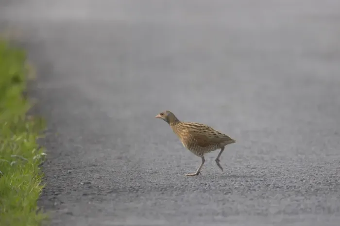 Framed Print : Corncrake (Crex crex) adult male, walking across road, South Uist, Outer Hebrides, Scotland Framed Print : Corncrake (Crex crex) adult male, walking across road, South Uist, Outer Hebrides, Scotland