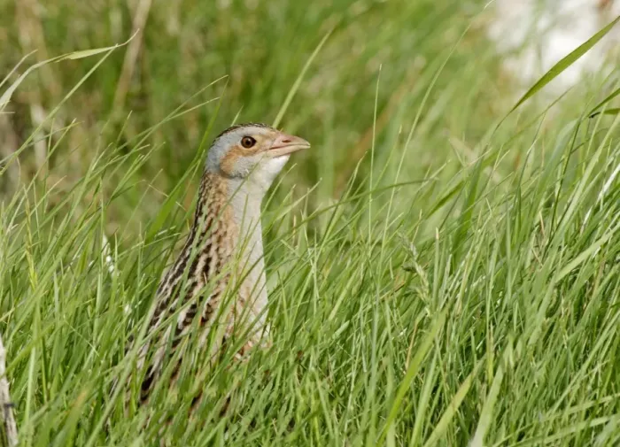 Framed Print : Corncrake (Crex crex) adult, standing amongst grass, North Uist, Outer Hebrides, Scotland, May Framed Print : Corncrake (Crex crex) adult, standing amongst grass, North Uist, Outer Hebrides, Scotland, May
