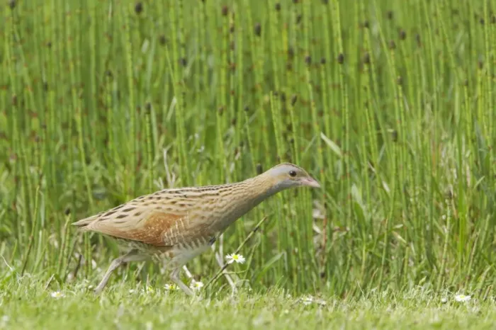 Framed Print : Corncrake (Crex crex) adult, walking across open ground, South Uist, Outer Hebrides, Scotland Framed Print : Corncrake (Crex crex) adult, walking across open ground, South Uist, Outer Hebrides, Scotland