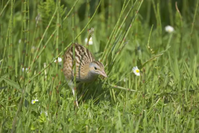 Framed Print : Corncrake (Crex crex) adult, walking in rough grassland, South Uist, Outer Hebrides, Scotland Framed Print : Corncrake (Crex crex) adult, walking in rough grassland, South Uist, Outer Hebrides, Scotland