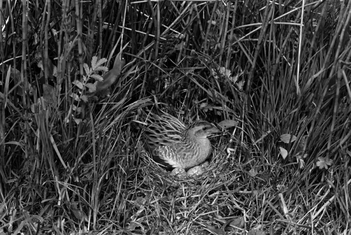 Framed Print : Corncrake at nest - Orkney. Taken in1946 by Eric Hosking Framed Print : Corncrake at nest - Orkney. Taken in1946 by Eric Hosking