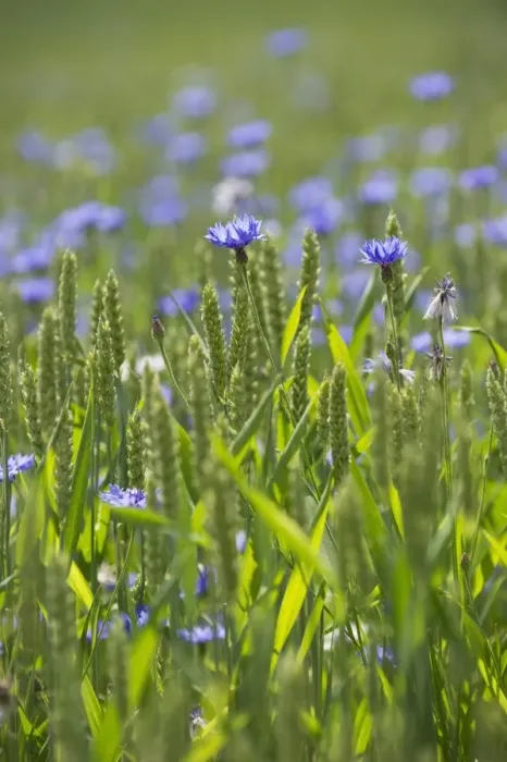 Framed Print : Cornflower (Centaurea cyanus) flowering mass, growing as weed in wheat field, Sweden, july Framed Print : Cornflower (Centaurea cyanus) flowering mass, growing as weed in wheat field, Sweden, july