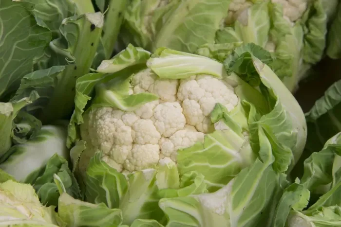 Framed Print : Cornish Cauliflower (Brassica oleracea) cut flowerheads in farm shop, Cheshire, England, February Framed Print : Cornish Cauliflower (Brassica oleracea) cut flowerheads in farm shop, Cheshire, England, February