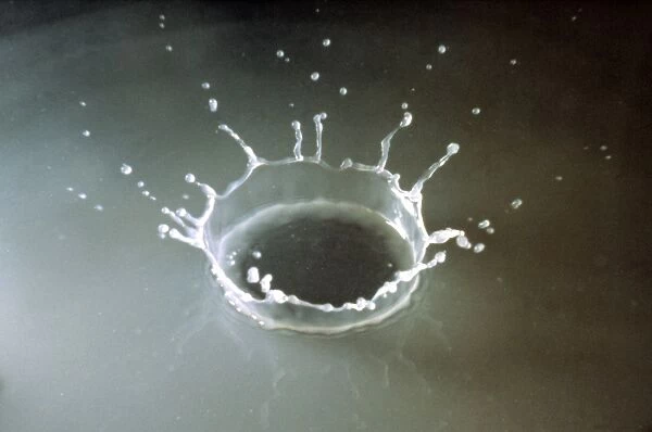 Coronet of droplets formed as a white coloured droplet falls into a shallow liquid