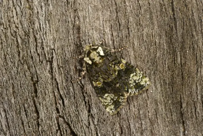 Framed Print : Coronet Moth (Craniophora ligustri) adult, resting on bark, Oxfordshire, England, July Framed Print : Coronet Moth (Craniophora ligustri) adult, resting on bark, Oxfordshire, England, July