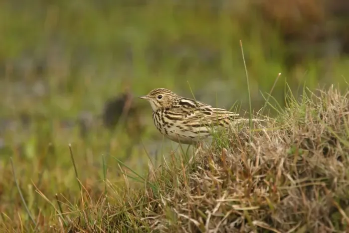 Framed Print : Correndera Pipit (Anthus correndera) adult, standing on grassy mound, Campos del Tuyu, Buenos Aires Province, Argentina, august