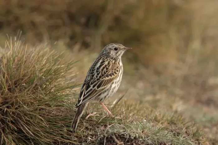 Framed Print : Correndera Pipit (Anthus correndera) juvenile, standing on grass, Rio Gallegos, Santa Cruz, Argentina, november Framed Print : Correndera Pipit (Anthus correndera) juvenile, standing on grass, Rio Gallegos, Santa Cruz, Argentina, november