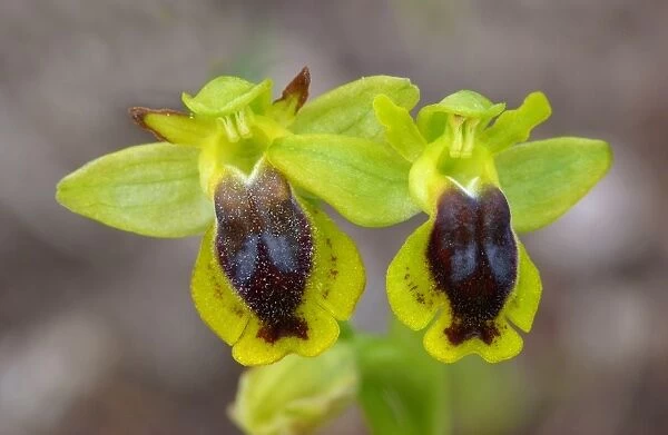 Corsican Orchid (Ophrys corsica) close-up of flowers, Bonifacio Gulf, Corsica, France, April