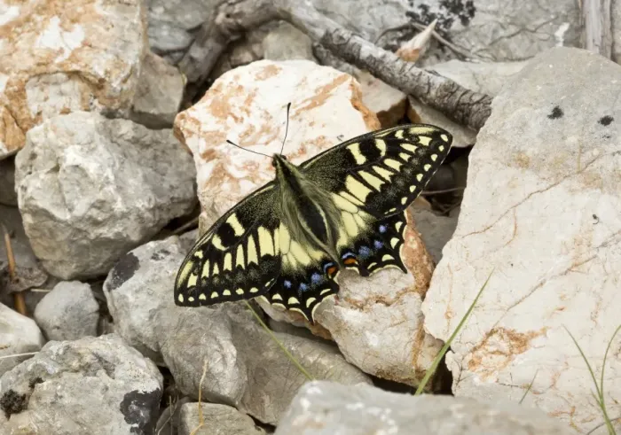 Framed Print : Corsican Swallowtail (Papilio hospiton) adult, resting on rock in mountains, Sardinia, Italy, April Framed Print : Corsican Swallowtail (Papilio hospiton) adult, resting on rock in mountains, Sardinia, Italy, April