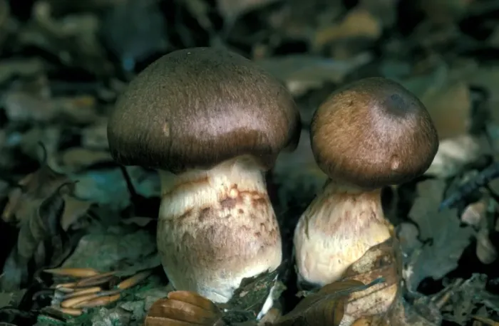 Framed Print : Cortinarius Sheathed Fungi (Cortinarius torvus) Framed Print : Cortinarius Sheathed Fungi (Cortinarius torvus)
