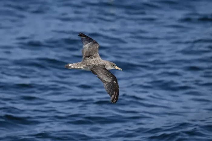 Framed Print : Corys Shearwater (Calonectris borealis) adult, in flight over sea, Morocco, November Framed Print : Corys Shearwater (Calonectris borealis) adult, in flight over sea, Morocco, November