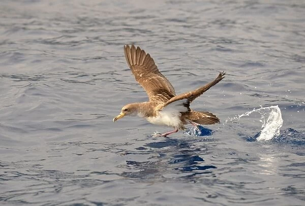 Corys Shearwater (Calonectris diomedea) adult, in flight, taking off from ocean surface, Azores, June