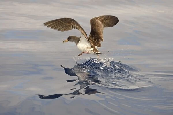 Corys Shearwater (Calonectris diomedea) adult, in flight, taking off from ocean surface, Azores, June