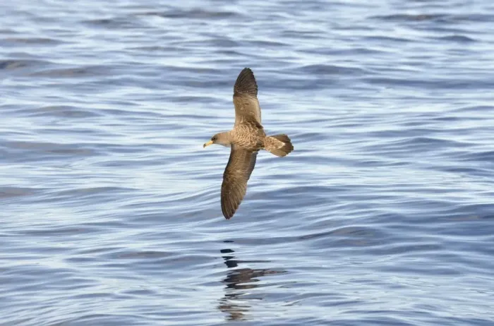 Framed Print : Corys Shearwater (Calonectris diomedea) adult, in flight over ocean, Azores, June Framed Print : Corys Shearwater (Calonectris diomedea) adult, in flight over ocean, Azores, June