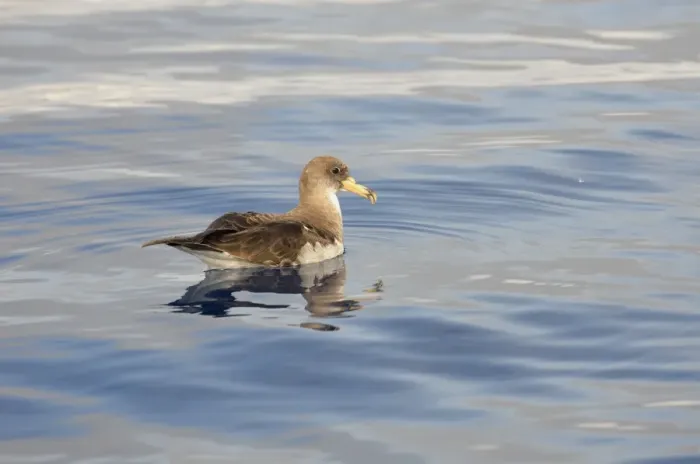Framed Print : Corys Shearwater (Calonectris diomedea) adult, resting on ocean surface, Azores, June