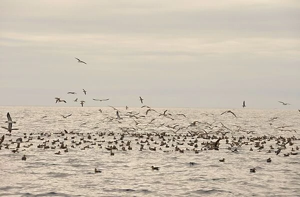 Corys Shearwater (Calonectris diomedea) flock, in flight and swimming on ocean surface, Azores, June