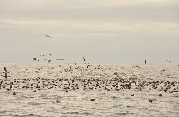 Framed Print : Corys Shearwater (Calonectris diomedea) flock, in flight and swimming on ocean surface, Azores, June Framed Print : Corys Shearwater (Calonectris diomedea) flock, in flight and swimming on ocean surface, Azores, June