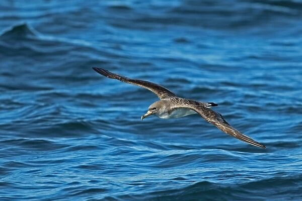 Cory's Shearwater (Calonectris diomedia borealis) adult, in flight over sea, Portugal, october
