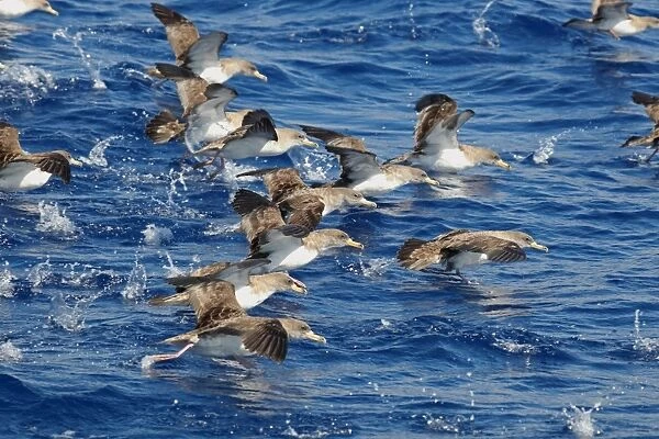 Cory's Shearwater (Calonectris diomedia) flock, taking off from sea, Azores, august