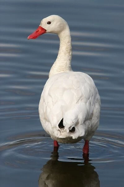 Coscoroba Swan (Coscoroba coscoroba) adult, standing in shallow water, Costanera Sur, Buenos Aires Province, Argentina, august