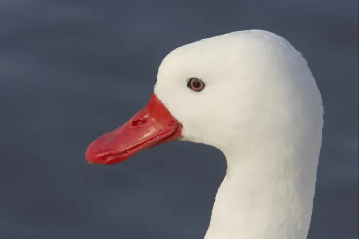 Framed Print : Coscoroba Swan (Coscoroba coscoroba) adult, close-up of head, Slimbridge W. W. T. (captive) Framed Print : Coscoroba Swan (Coscoroba coscoroba) adult, close-up of head, Slimbridge W. W. T. (captive)