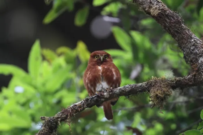 Framed Print : Costa Rican Pygmy-owl (Glaucidium costaricanum) rufous morph, adult, perched on branch at daytime roost, Costa Rica, february Framed Print : Costa Rican Pygmy-owl (Glaucidium costaricanum) rufous morph, adult, perched on branch at daytime roost, Costa Rica, february