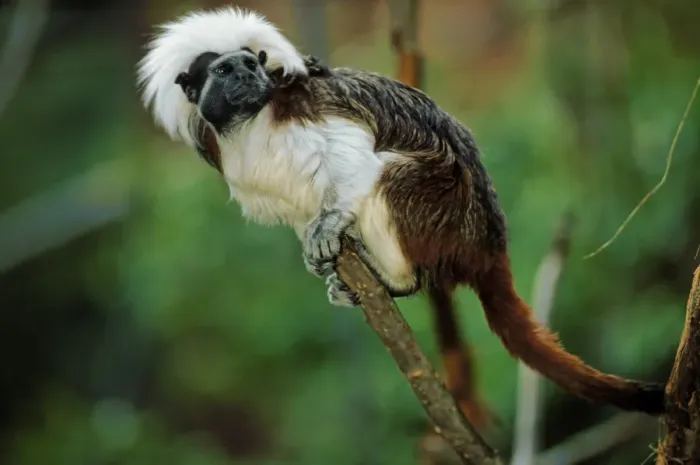 Framed Print : Cotton-top Tamarin (Saguinus oedipus) adult, climbing on branch Northern Colombia (captive) Framed Print : Cotton-top Tamarin (Saguinus oedipus) adult, climbing on branch Northern Colombia (captive)