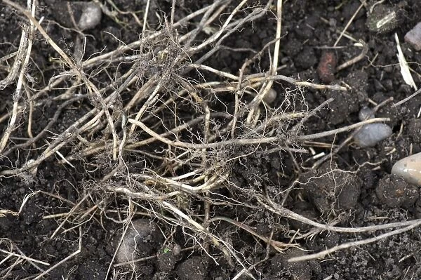 Couch Grass, Agropyron repens, rhizomes, dug up from an established vegetable garden
