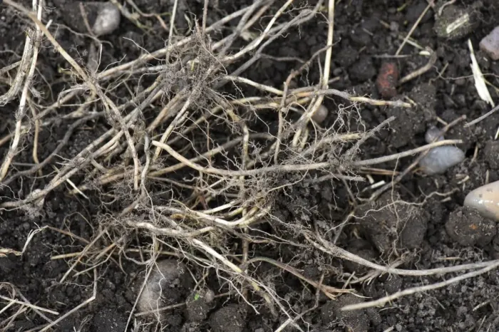 Framed Print : Couch Grass, Agropyron repens, rhizomes, dug up from an established vegetable garden Framed Print : Couch Grass, Agropyron repens, rhizomes, dug up from an established vegetable garden