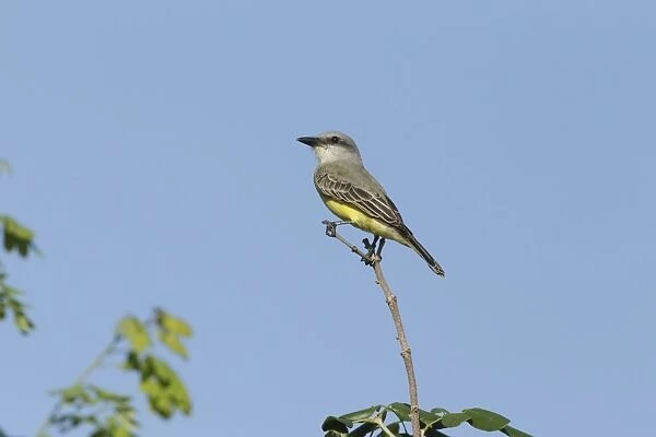 Couchs Kingbird (Tyrannus couchii) adult, perched on twig, Yucatan Peninsula, Mexico, October