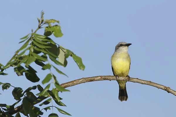 Couchs Kingbird (Tyrannus couchii) adult, perched on twig, Yucatan Peninsula, Mexico, October