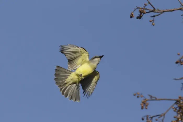 Framed Print : Couchs Kingbird (Tyrannus couchii) adult, in flight, Yucatan Peninsula, Mexico, October Framed Print : Couchs Kingbird (Tyrannus couchii) adult, in flight, Yucatan Peninsula, Mexico, October