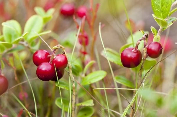 Cowberry (Vaccinium vitis-idaea) fruit, growing on moorland, Yorkshire Dales N. P. North Yorkshire, England, August
