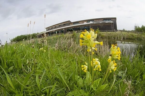 Cowslip (Primula veris) flowering, growing in wetland habitat, with visitor centre in background