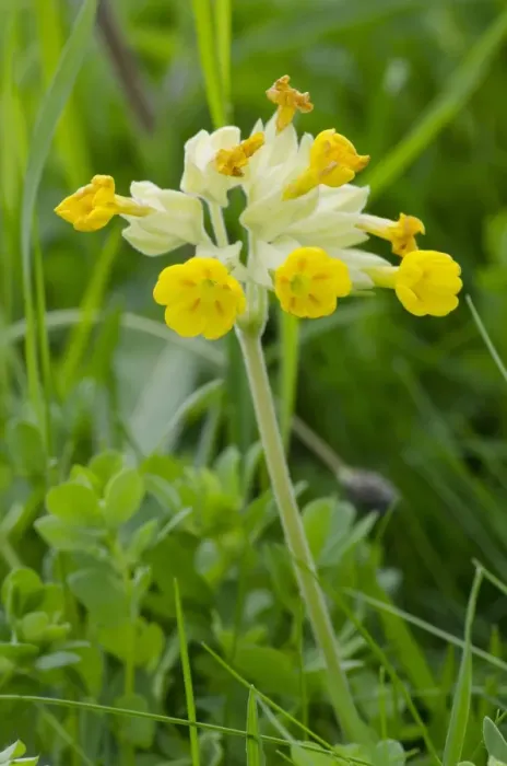 Framed Print : Cowslip (Primula veris) flowering, Nottinghamshire, England, May