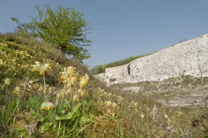 Framed Print : Cowslip (Primula veris) flowering, growing in abandoned chalk quarry habitat, Monkton Nature Reserve, Isle of Thanet, Kent, England, april