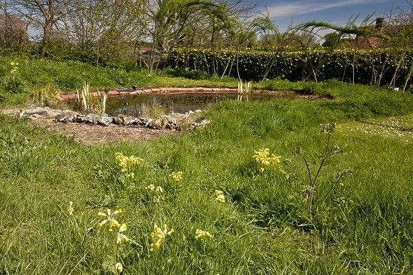 Cowslip (Primula veris) flowering, growing near pond in wildlife garden, managed for biodiversity, Wimborne St